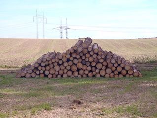 Těžba dřeva-kůrovec